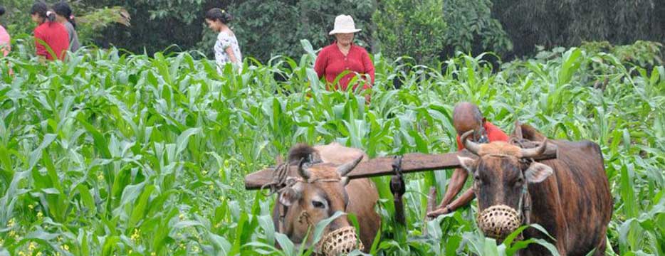 While relaxing on your holiday it is easy to forget that Yangsum is a fully working organic farm.